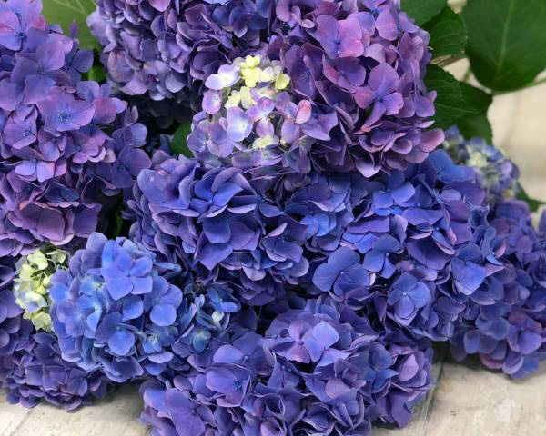 「青・ブルーの花」の紹介-1-