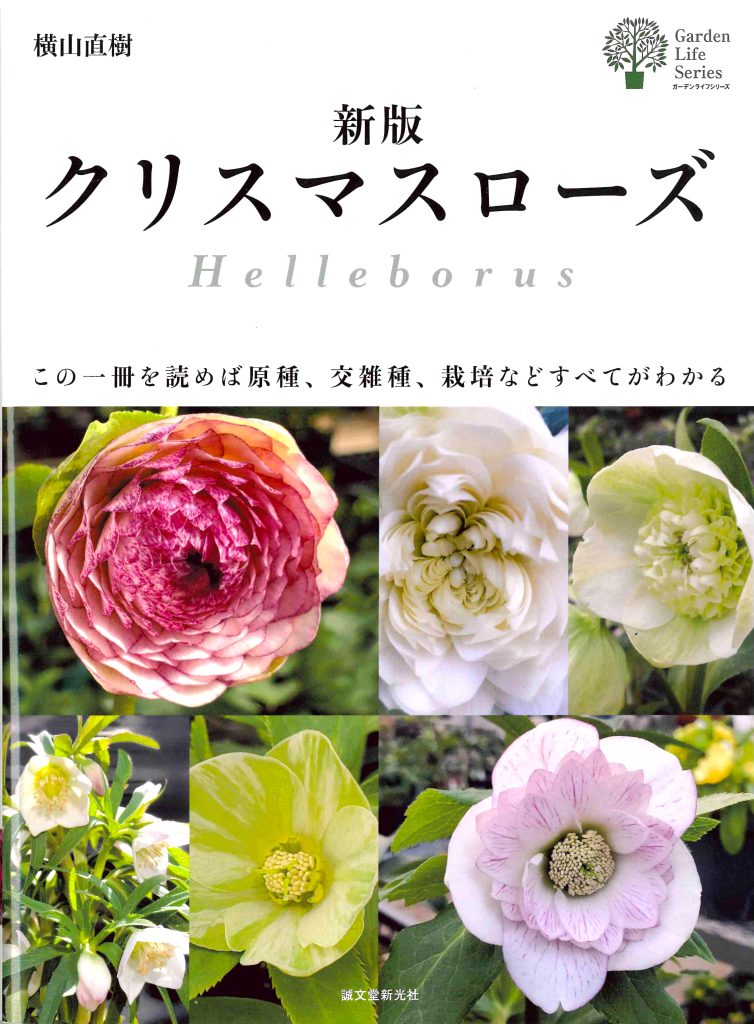 新版 クリスマスローズ Helleborus